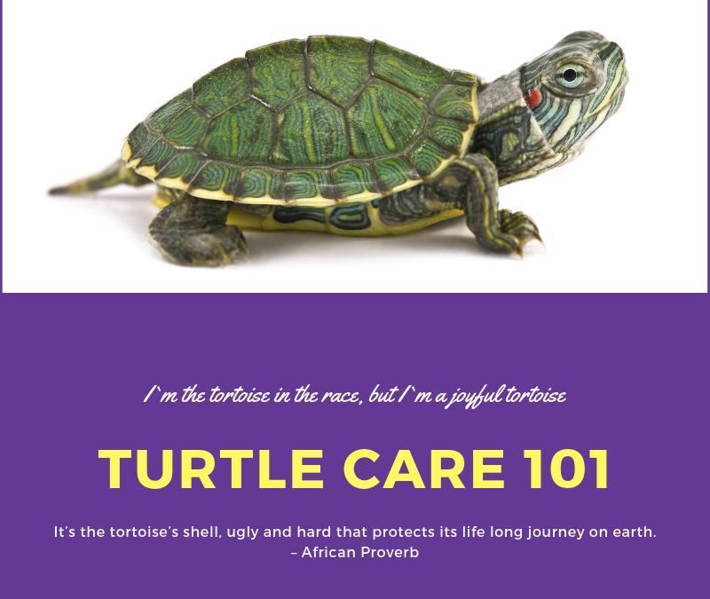 Caring for Turtle Pet for Beginners