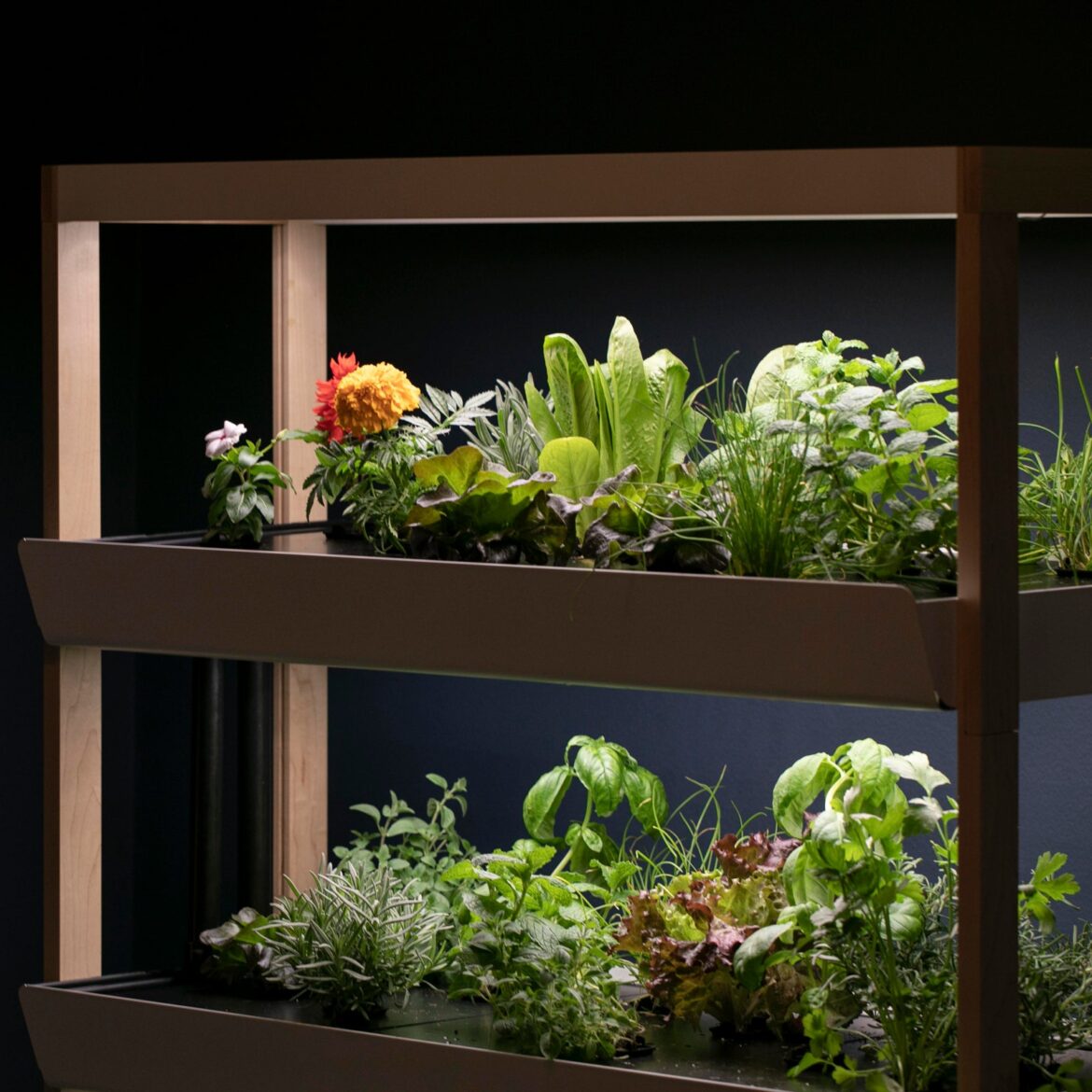 Indoor Hydroponic Garden, A Modern Gardening Way